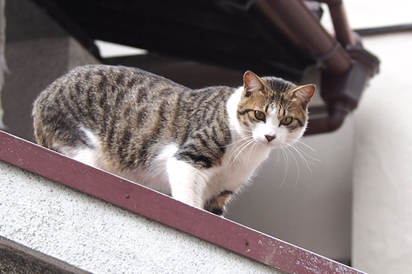 corbi on the roof