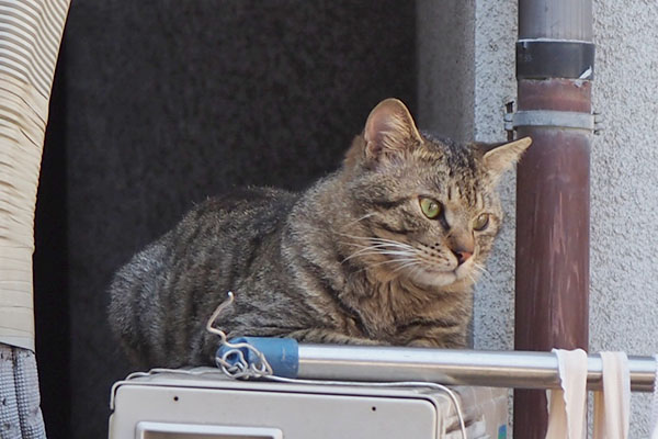 シマヲ　下界を見る