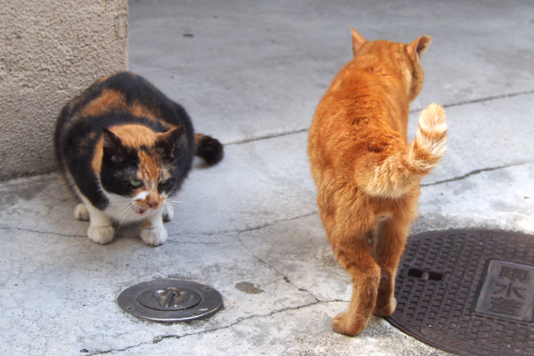 カブの背中とちんまりリコ