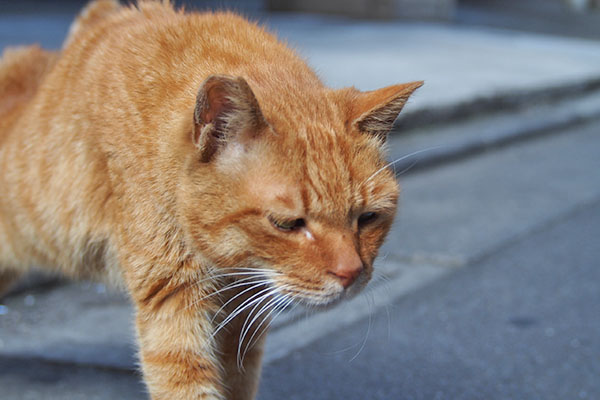 カブ　伸びしながら来る