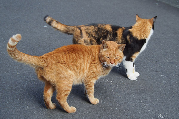 カブとリコ　道路で