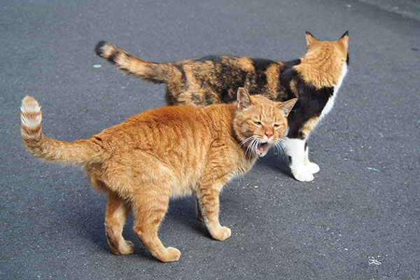 カブとリコ　道路で２