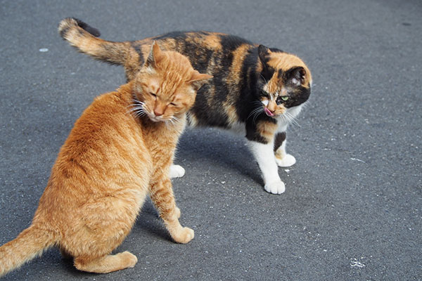 カブとリコ　道路で３