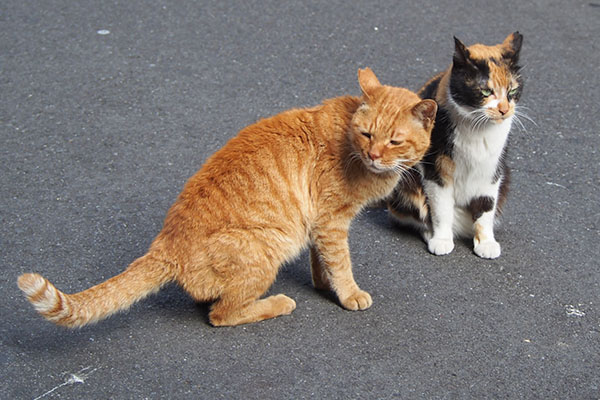 カブとリコ　道路で４