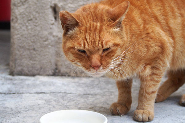 カブ　飲んだにゃ