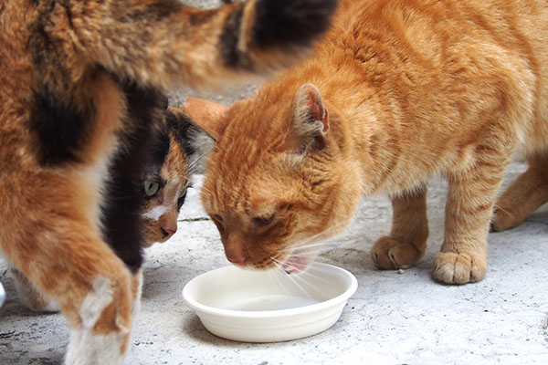 ミルクを飲む　カブ隣りにリコ