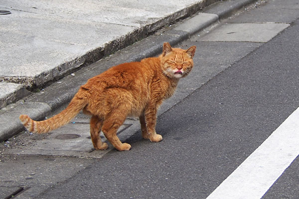 カブ　大丈夫にゃ