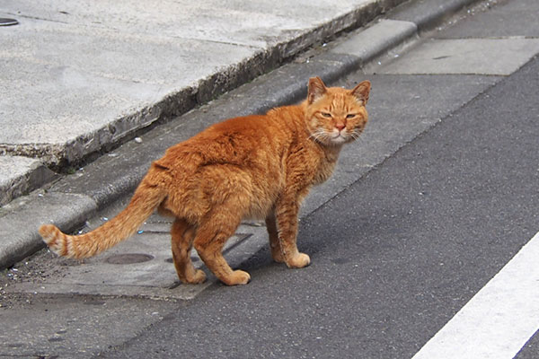 カブ　見つめる