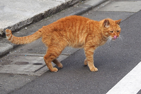 カブ　痩せた