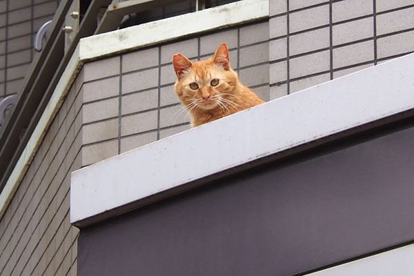 茶トラ兄弟　じっと見る