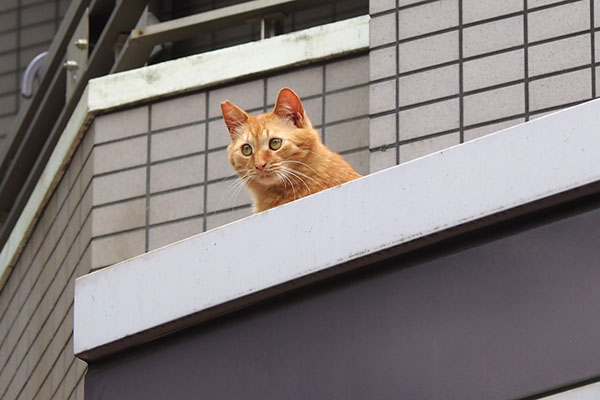 茶トラ兄弟　向いのマンションを見る