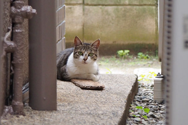 さくら　小路でまったり