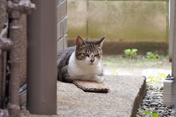 さくら　疑いの目