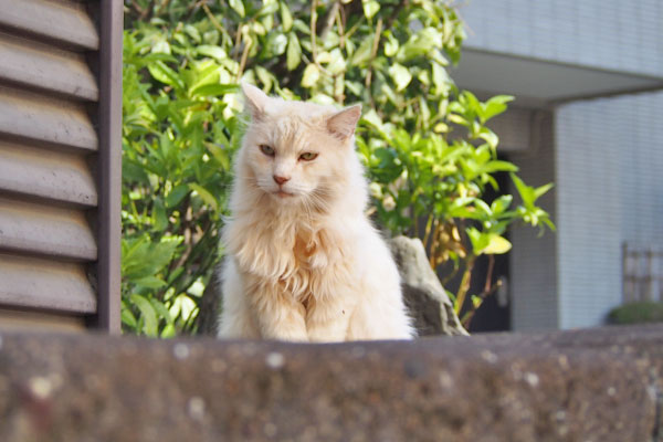 ナリコマ君　食事待ち