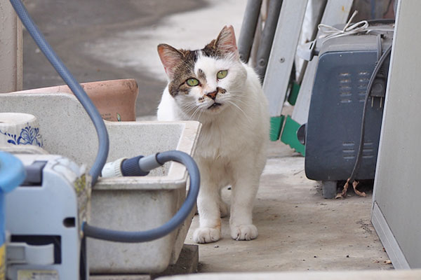 マシュマロ　正面から３