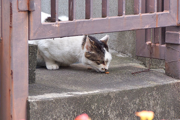 マシュマロ　食べる