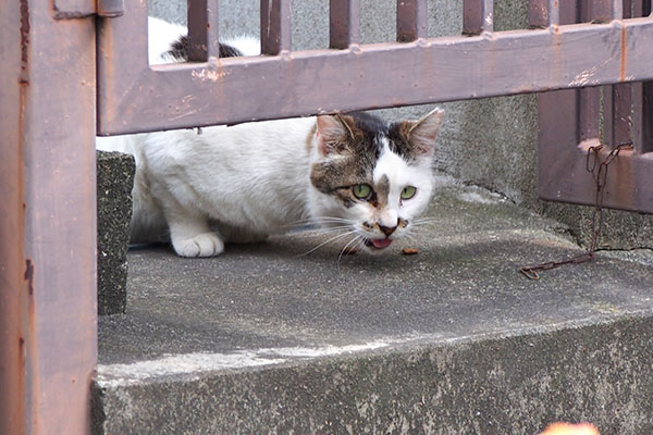 マシュマロ　チラ見