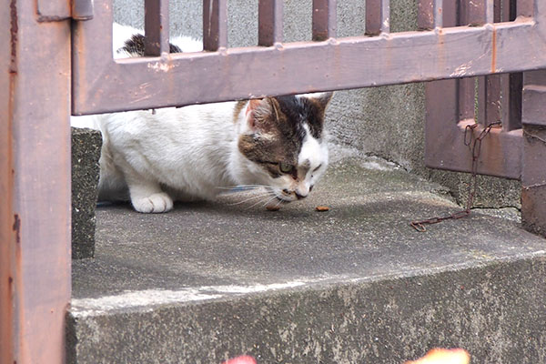 マシュマロ　食べる２