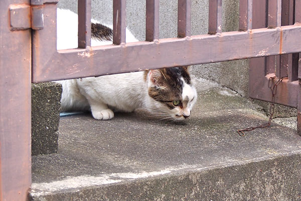 マシュマロ　食べる３