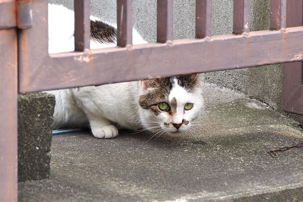 マシュマロ　見てる