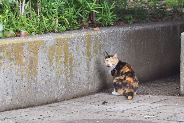 ミク　塀の上にウェット