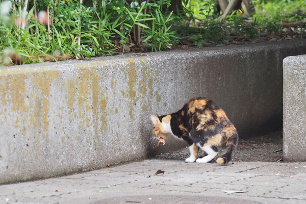 ミク　がばっと咥えて