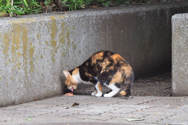 ミク　下で食べてた