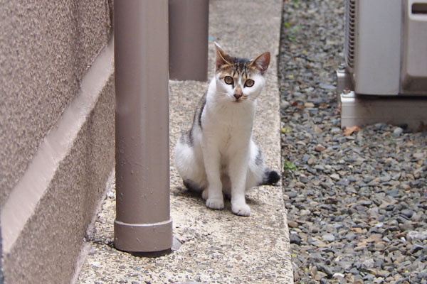 かわいい顔で見てくるセイ