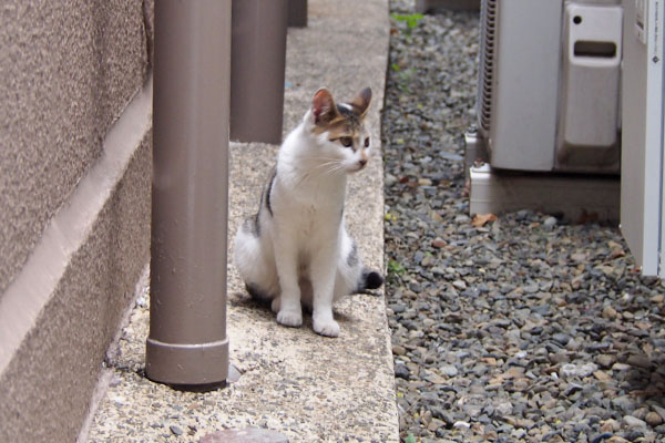 ぼけっとしてるセイ