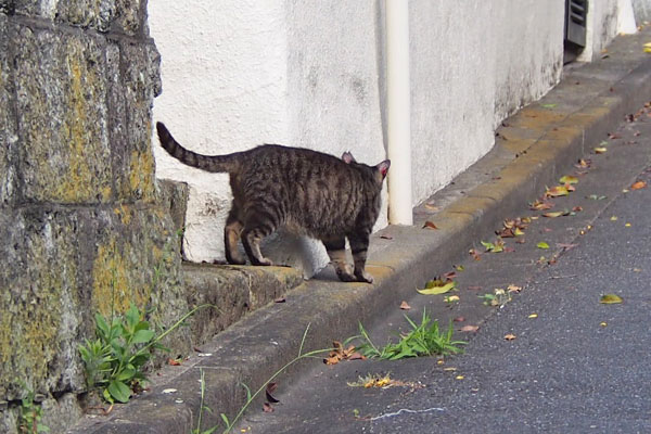 猫好きさんちからキジトラさん