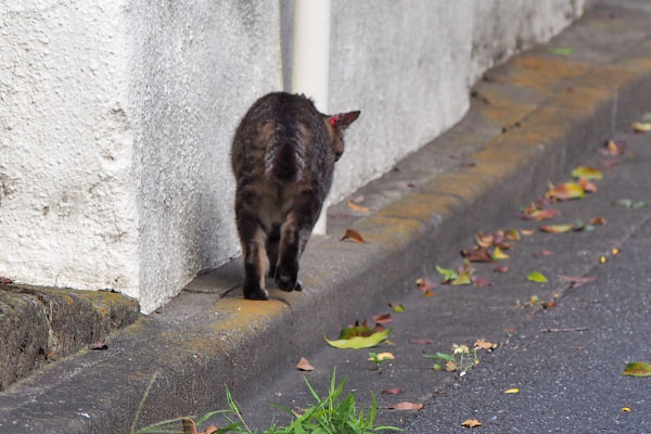 歩き出すキジトラ君