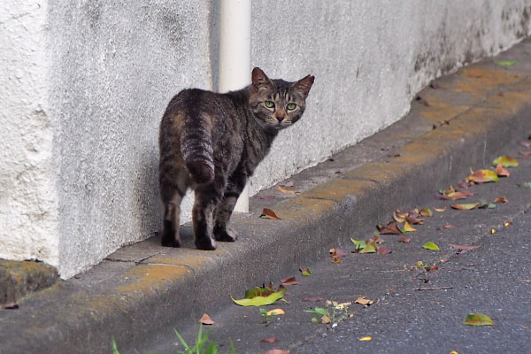 こちらに気が付いたキジトラ君