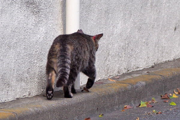 さっさと行く　キジトラ君