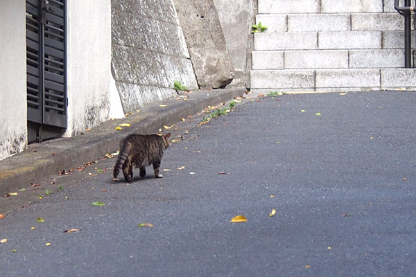 階段へ向かう　キジトラ君