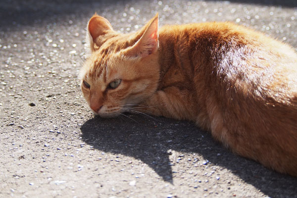 ソラちゃん　イカ耳でらい太を見る