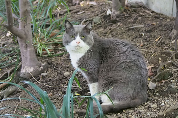 オット　お座り　カメラ目線