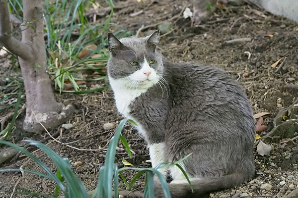 オット　お座り　後ろ確認