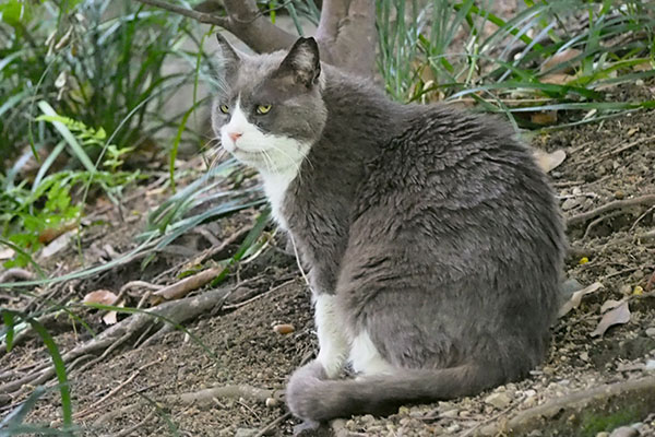 オット　お座り　真剣に何見る