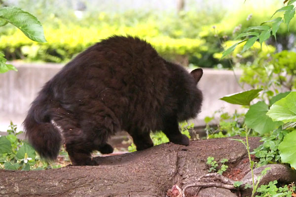 モフネ　移動かな