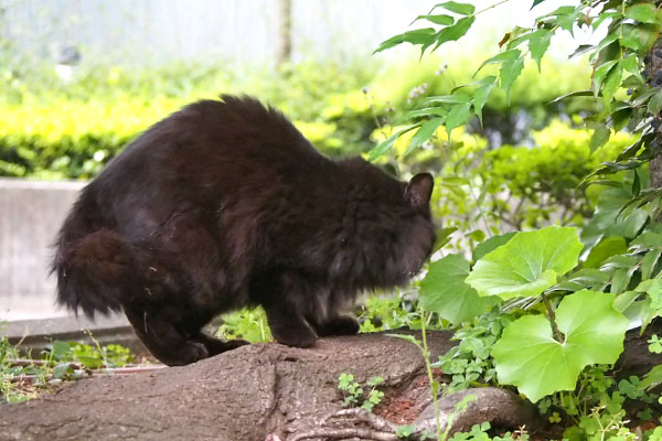 モフネ　行く素振り