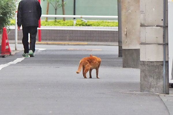 カブの後ろ姿