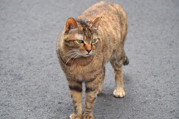 カブを見ていたヴェルデ