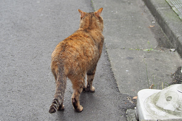 ヴェルデ　出てきた