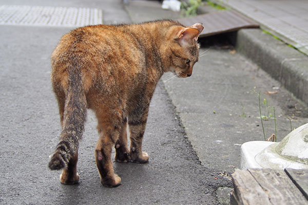 ヴェルデ　出てきた２