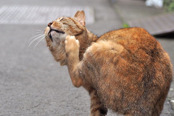 ヴェルデ　突然のカキカキ