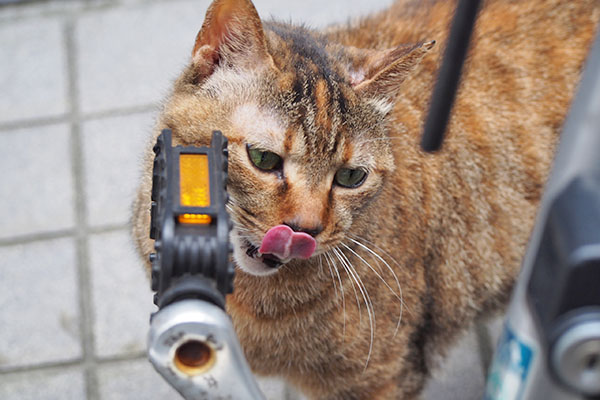 ヴェル　自転車にスリスリぺろ