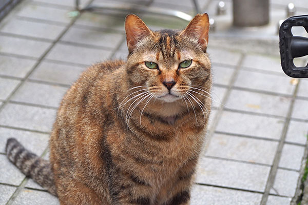 ヴェルデ　素の顔がかわいい