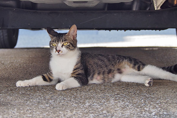 リンクス　ずっと仔猫の居る所を見ている