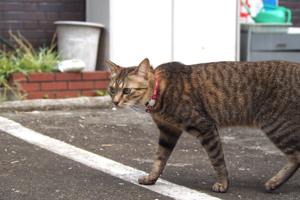 らい太　赤い首輪