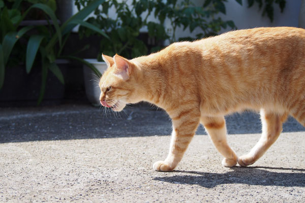 ソラちゃん　食後かな